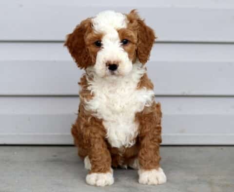 Major Mini Bernedoodle