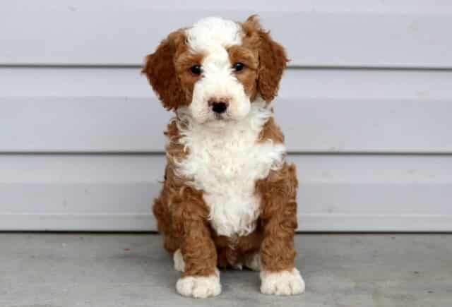 Adorable red and white Mini Bernedoodle puppy sitting on a concrete surface in front of light siding, showing a fluffy curly coat and sweet expression. image