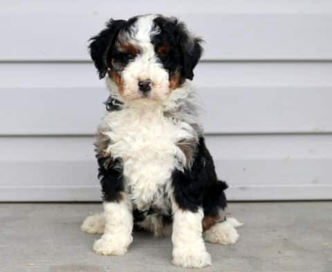 Marco Mini Bernedoodle
