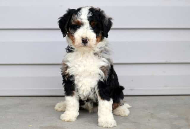 Marco Mini Bernedoodle image