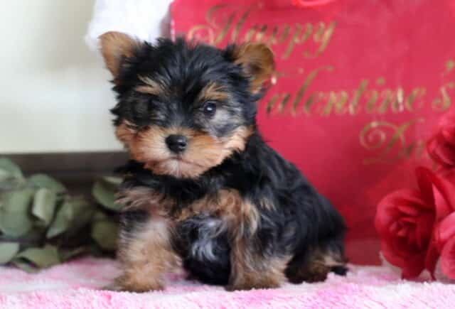 Marcus Yorkie2 image