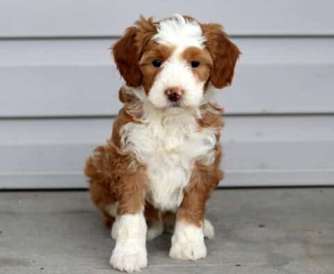 Marie Mini Bernedoodle