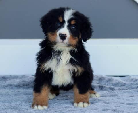 Fluffy Bernese Mountain Dog puppy sitting on a soft gray blanket, featuring classic black, white, and rust markings with a bright white blaze and gentle expression.