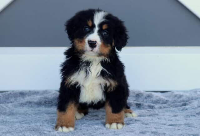 Marley Bernese image