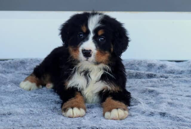 Marley Bernese2 image