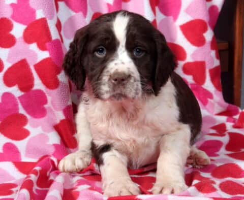 Marlo Eng Springer Spaniel