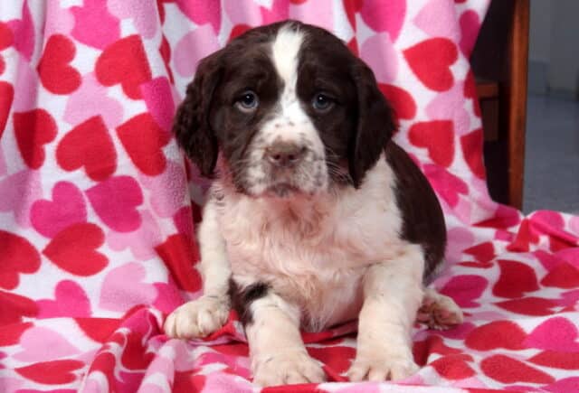 Marlo Eng Springer Spaniel image