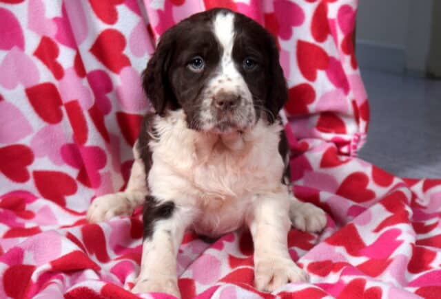 Marlo Eng Springer Spaniel2 image