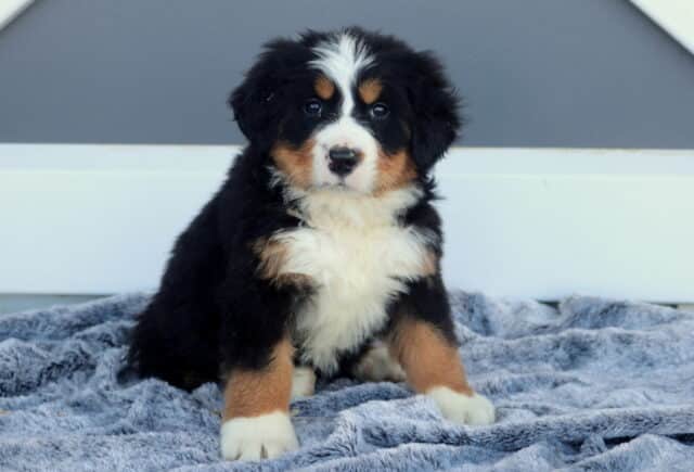 Marty Bernese image