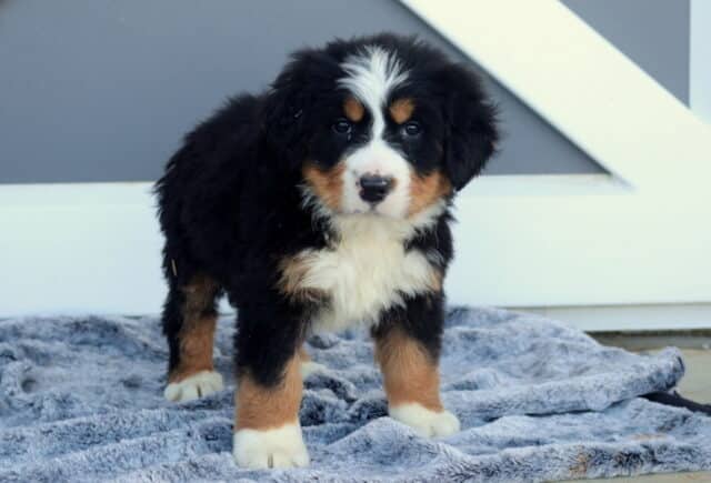 Marty Bernese2 image