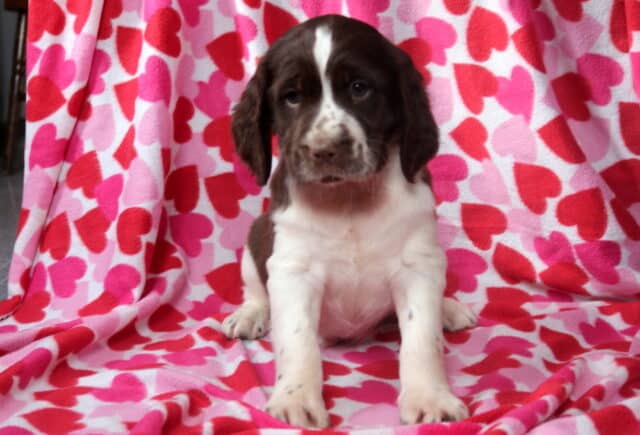 Marty Eng Springer Spaniel image