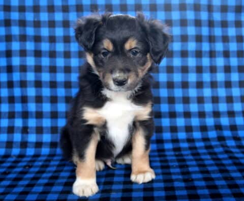 Marty Mini Australian Shepherd