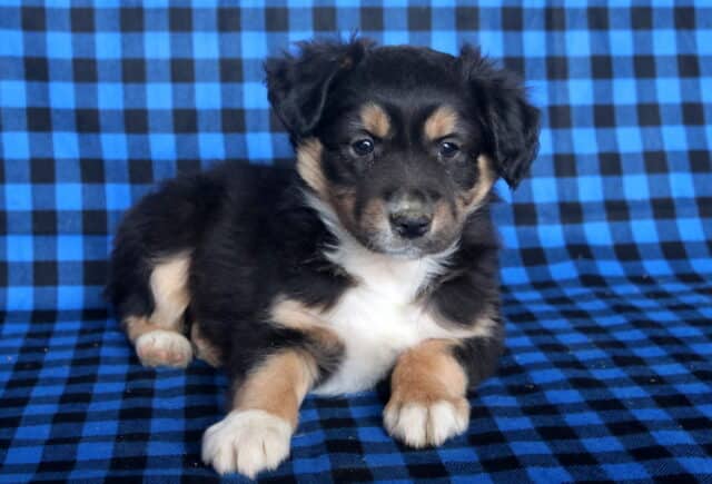 Marty Mini Australian Shepherd2 image