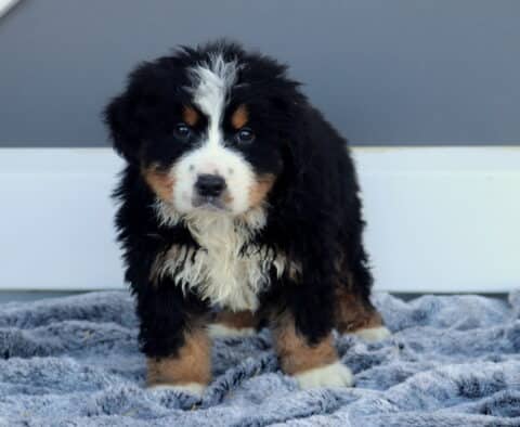 Mash Bernese