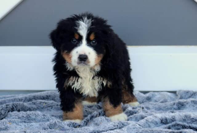 Mash Bernese image