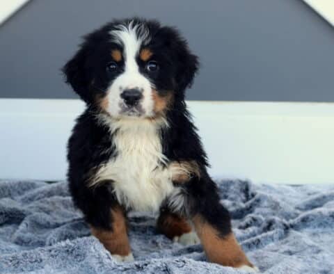 Max Bernese