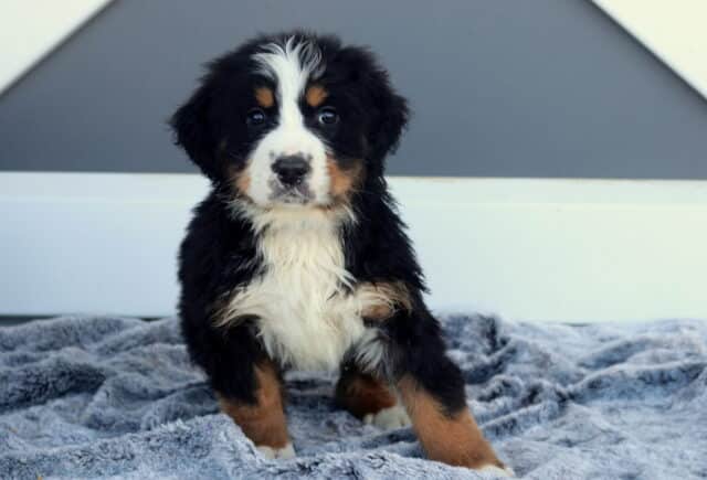 Max Bernese image