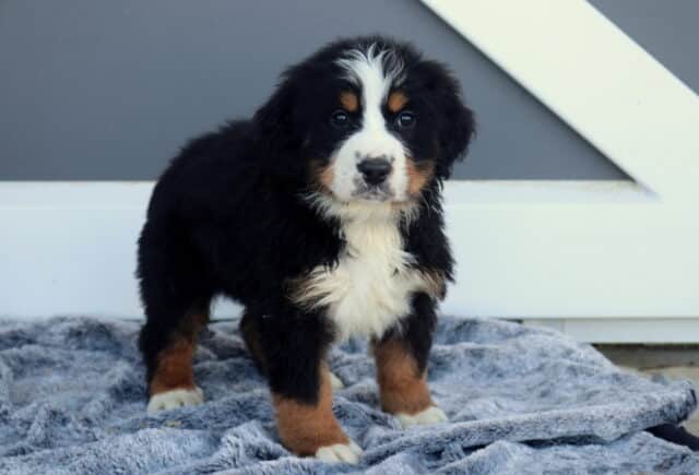 Max Bernese2 image