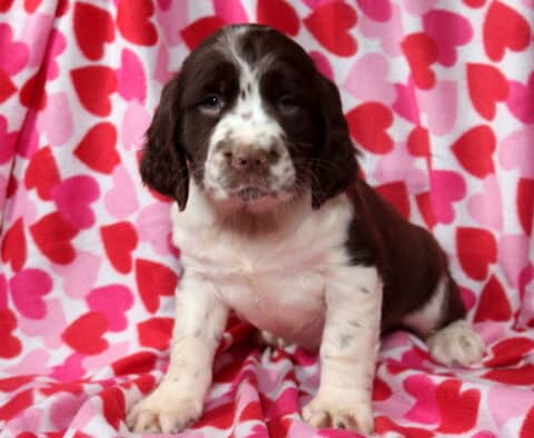 Max Eng Springer Spaniel