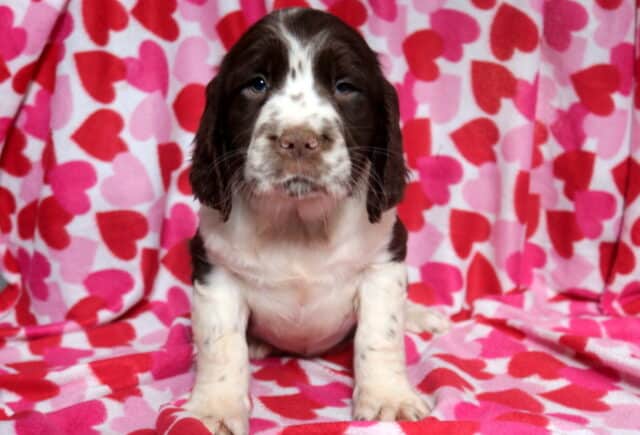 Max Eng Springer Spaniel2 image