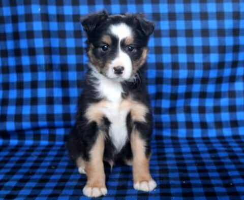 Max Mini Australian Shepherd