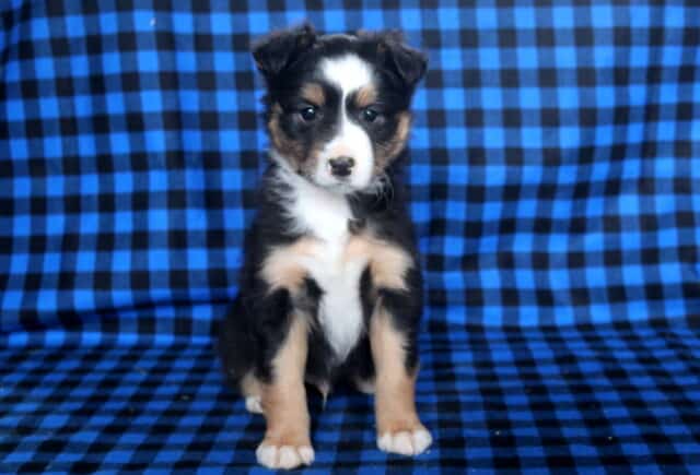 Max Mini Australian Shepherd image