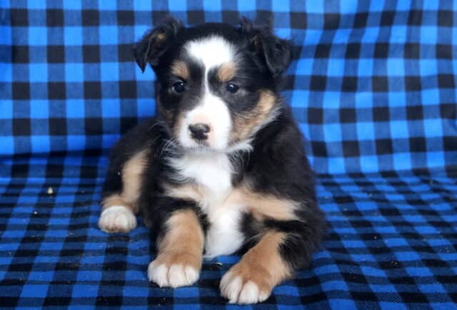 Max Mini Australian Shepherd2 image