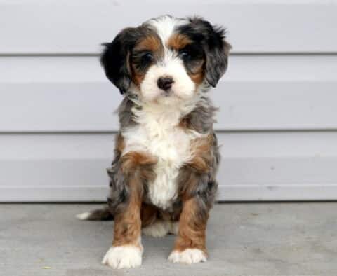 Max Mini Bernedoodle