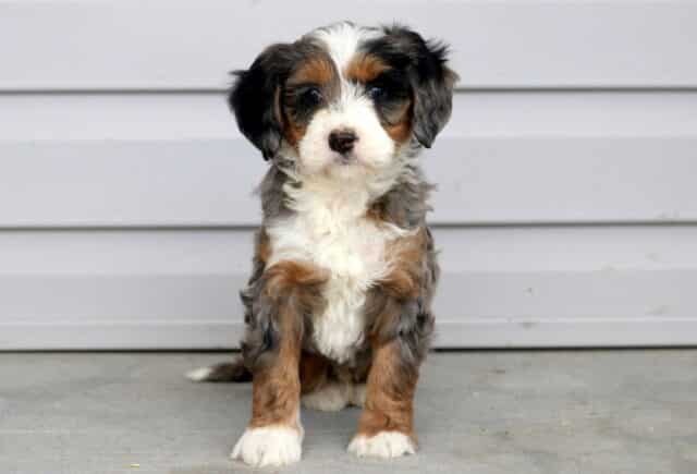 Max Mini Bernedoodle image