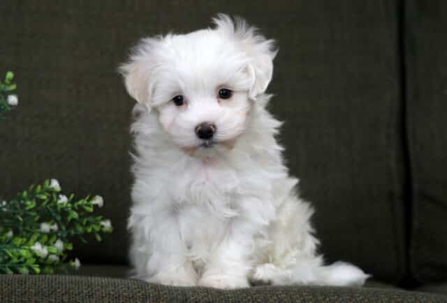 Maxwell Maltese image