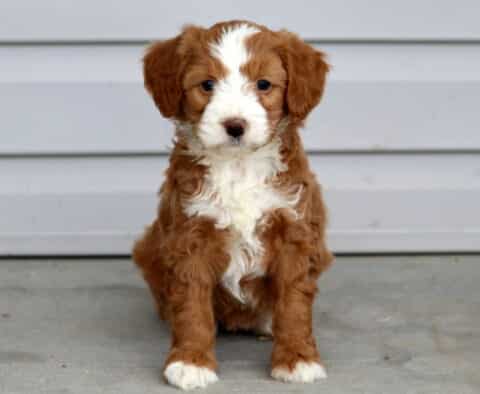 Maxy Mini Bernedoodle