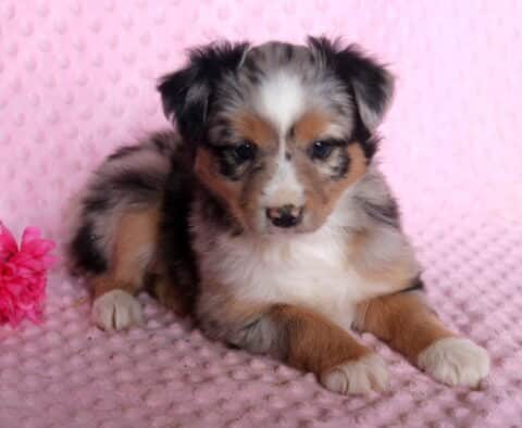 May Mini Australian Shepherd