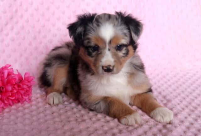 May Mini Australian Shepherd image