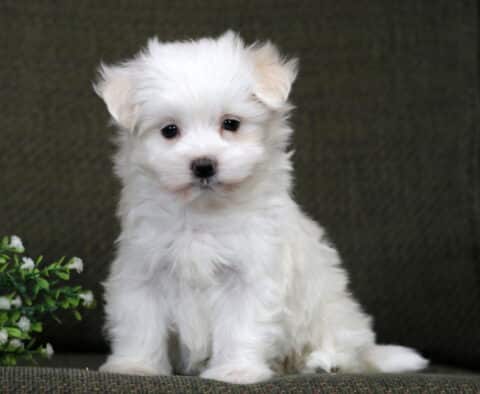 Mckenzie Maltese