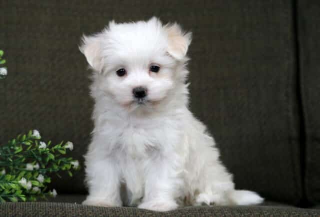 Mckenzie Maltese image