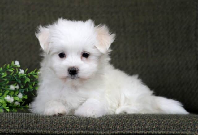 Mckenzie Maltese2 image