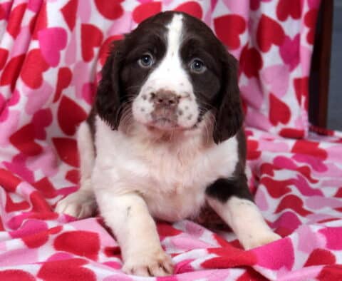 Mia Eng Springer Spaniel