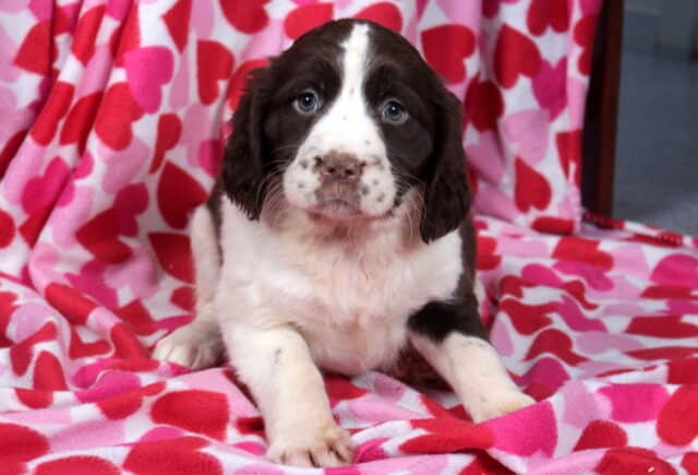 Mia Eng Springer Spaniel image
