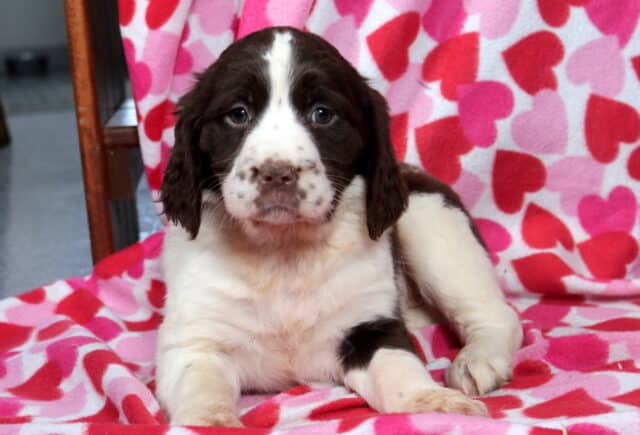 Mia Eng Springer Spaniel2 image