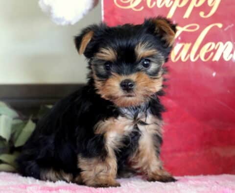 Mickey Yorkie2