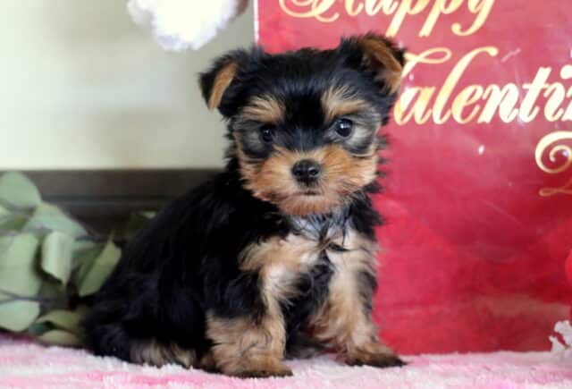 Mickey Yorkie2 image