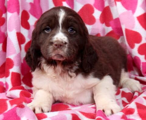 Mighty Eng Springer Spaniel