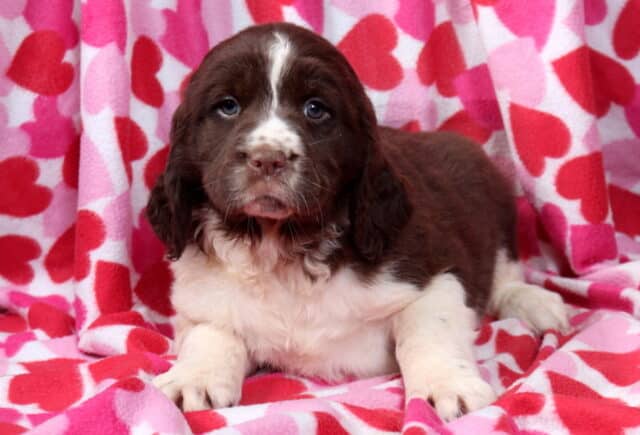 Mighty Eng Springer Spaniel image