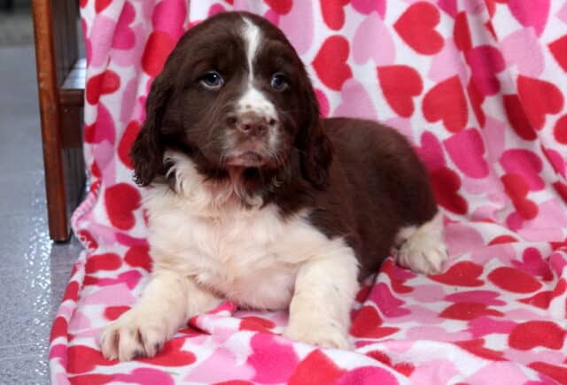 Mighty Eng Springer Spaniel2 image