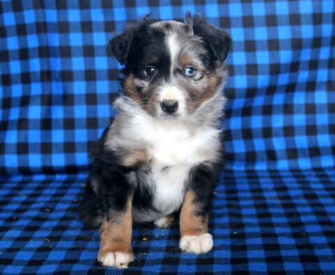 Miles Mini Australian Shepherd