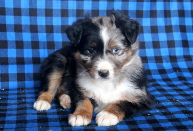Miles Mini Australian Shepherd2 image