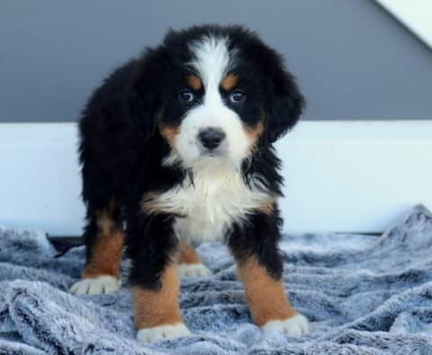 Milly Bernese2