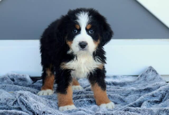 Milly Bernese2 image