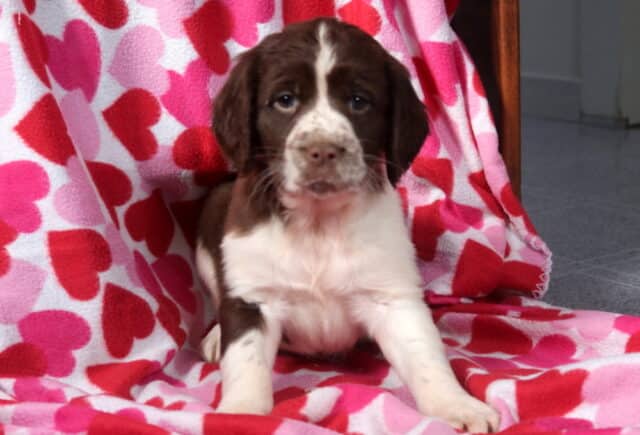 Milly Eng Springier Spaniel image