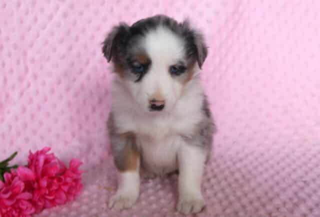 Milly Mini Australian Shepherd image